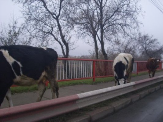 Podul rutier din Năvodari, blocat de vaci